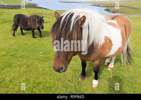 Free Range, Îles Shetland poneys Shetland Banque D'Images
