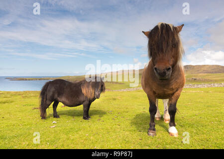 Free Range, Îles Shetland poneys Shetland Banque D'Images