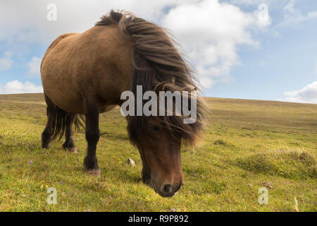 Free Range, Îles Shetland poneys Shetland Banque D'Images
