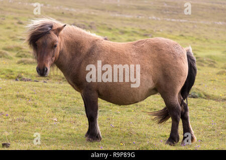 Free Range, Îles Shetland poneys Shetland Banque D'Images