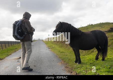 Free Range, Îles Shetland poneys Shetland Banque D'Images
