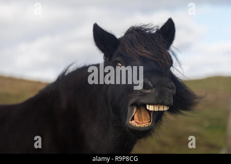 Free Range, Îles Shetland poneys Shetland Banque D'Images