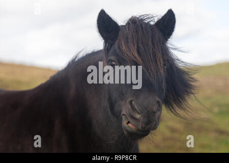 Free Range, Îles Shetland poneys Shetland Banque D'Images