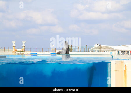 Le saut du dauphin et de l'exécution à un pool, Okinawa, Japon Banque D'Images