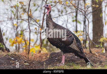 Le Dindon sauvage de l'est (Meleagris gallopavo silvestris) poule dans une couleur d'automne de cour boisée momentanément en pause comme si de poser pour la caméra. Banque D'Images