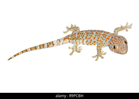 Gecko isoler sur fond blanc avec chemin de détourage. Banque D'Images