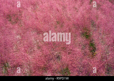 Colonie d'Herbe Muhly rose Banque D'Images