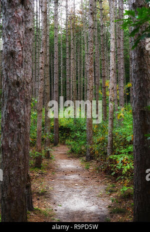 Forêt de feuillus profonde d'USA en octobre avec la filière. Le Michigan, USA Banque D'Images