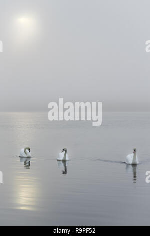 C'est trois cygnes sur l'eau calme d'un matin brumeux Banque D'Images