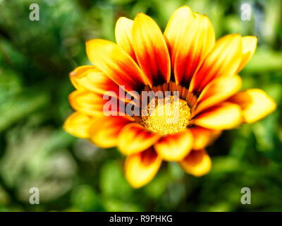 Orange Jaune Gazania flower closeup Banque D'Images