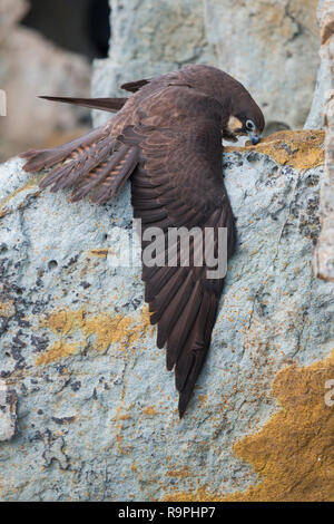 Eleonora's Falcon (Falco eleonorae), lumière morph lambrequins adultes sa proie Banque D'Images