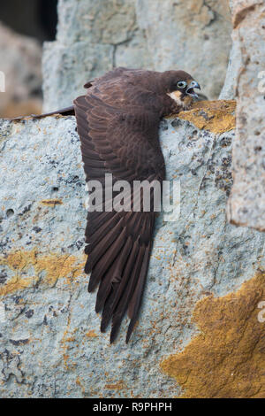 Eleonora's Falcon (Falco eleonorae), lumière morph lambrequins adultes sa proie Banque D'Images