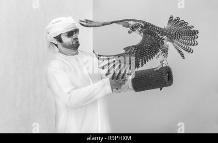 Le Madinat Zayed, Emirats Arabes Unis, le 22 décembre, 2018 : emirati man training son falcon Banque D'Images