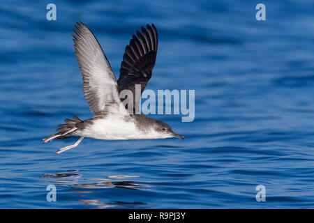 Puffin yelkouan (Puffinus yelkouan), individu en vol en Italie Banque D'Images