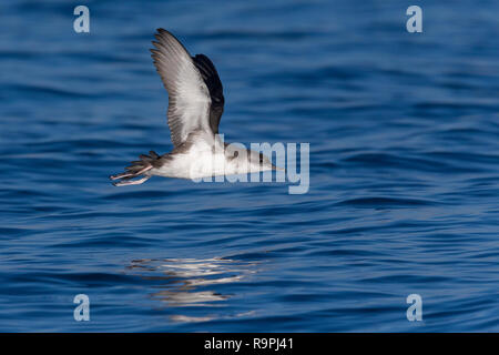 Puffin yelkouan (Puffinus yelkouan), les adultes en vol en Italie Banque D'Images