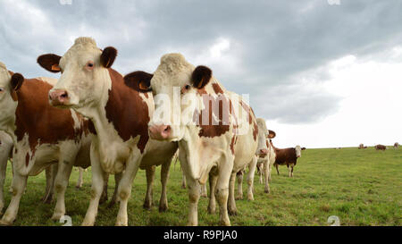 Un troupeau de vaches laitières, les bovins laitiers ou dans un vert pâturage. Vaches montbéliardes exclusivement des vaches de race. Banque D'Images