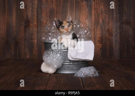 Cute Kitten dans la bassine de pistes damées par Bubble Bath Banque D'Images