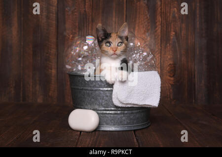 Cute Kitten dans la bassine de pistes damées par Bubble Bath Banque D'Images