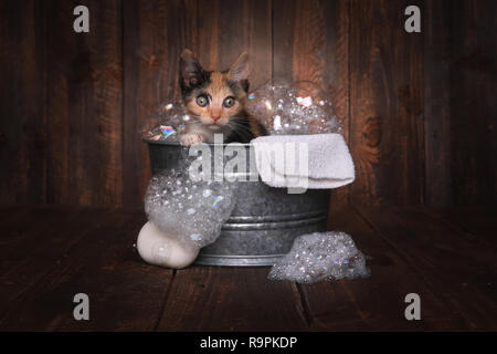 Cute Kitten dans la bassine de pistes damées par Bubble Bath Banque D'Images