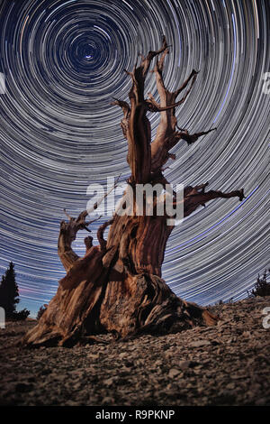 Lightpainted Bristlecone Pine Tree dans la forêt Banque D'Images