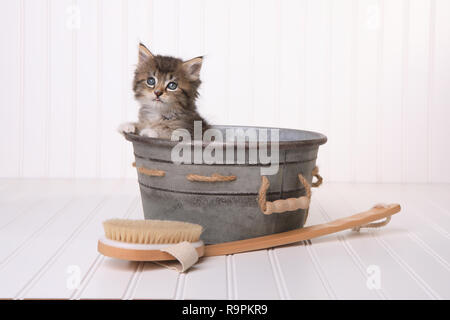 Cute Kitten dans la bassine de pistes damées par Bubble Bath Banque D'Images