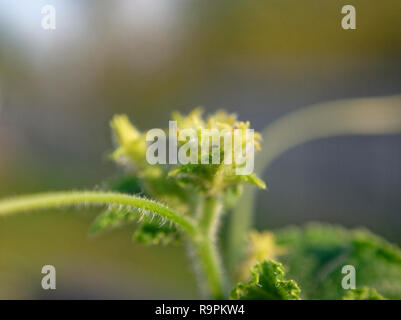 Petites fleurs de macro de concombre en été, la Russie Banque D'Images