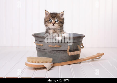 Cute Kitten dans la bassine de pistes damées par Bubble Bath Banque D'Images