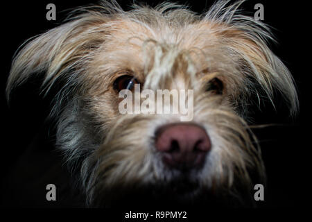Agatha, mixed race mignon chien Banque D'Images