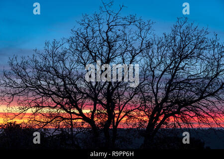 Silhouette arbre sans feuilles rétro éclairage orange bleu ciel coucher de soleil, Madrid, Espagne. Banque D'Images