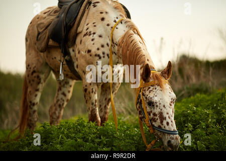 Appaloosa Horse beauté Banque D'Images