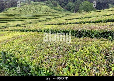 L'une des deux seules plantations de thé européennes sur l'île de Sao Miguel aux Açores. Banque D'Images