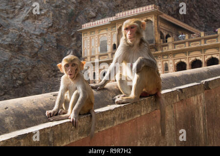 Galta temple singe macaque rhésus, la mère et l'enfant assis sur un mur en face de la façade du temple. Banque D'Images