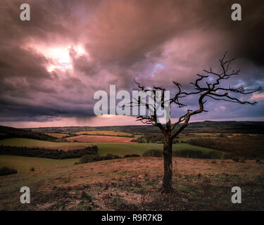 Un seul arbre mort sur une campagne anglaise Hill au coucher du soleil avec des nuages de pluie Banque D'Images