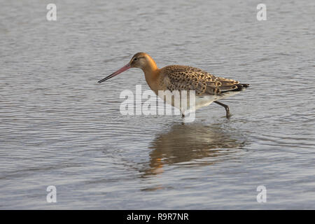 Pfuhlschnepfe Pfuhl-Schnepfe Schnepfe,,, Pfuhlschnepfen, Limosa lapponica barge à queue, bar, la Barge rousse Banque D'Images