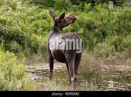 Les Orignaux (Alces alces) pâturage dans le parc Algonquin, le Canada au printemps Banque D'Images