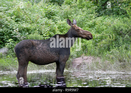 Les Orignaux (Alces alces) pâturage dans le parc Algonquin, le Canada au printemps Banque D'Images