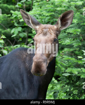 Les Orignaux (Alces alces) pâturage dans le parc Algonquin, le Canada au printemps Banque D'Images
