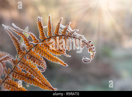 Un brun pâle avec des feuilles de fougère des spores et des toiles d'araignée est couverte de givre sur un matin de décembre ensoleillé Banque D'Images