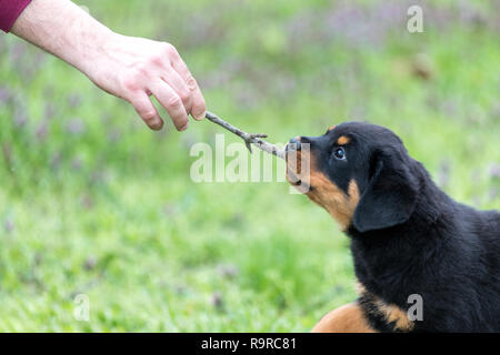 Mignon chiot rottweiler jouer à l'extérieur dans un beau jour d'été. Banque D'Images