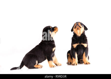 Deux petits chiots Rottweiler assis ensemble et à la recherche sur un fond blanc Banque D'Images