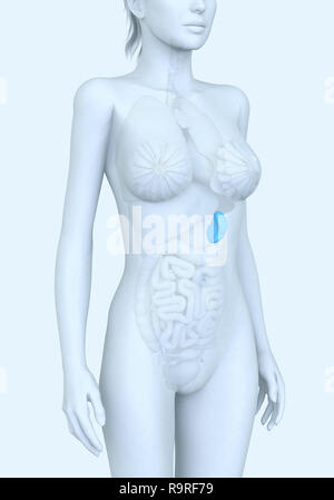 Gojomo d'une femme, 3D illustration Banque D'Images