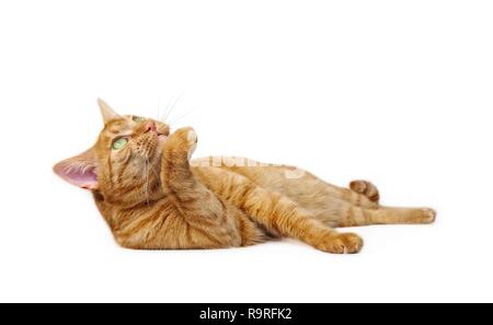 Gingembre mignon chat couché. Vue de côté isolé sur blanc avec copie espace. Banque D'Images