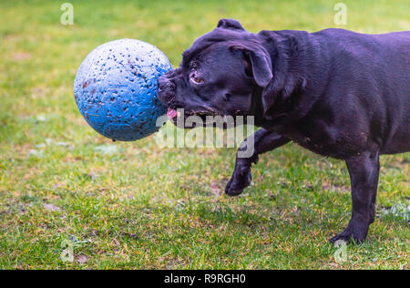 Staffordshire Bull Terrier chien courir et jouer sur l'herbe boueuse avec une grande boule bleue dans sa bouche Banque D'Images