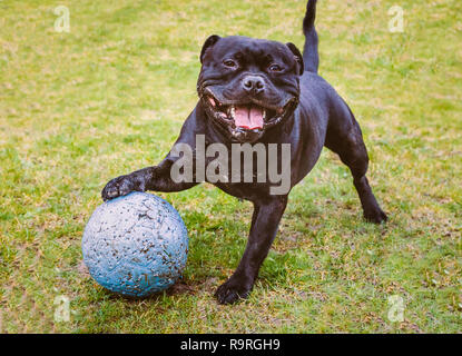 Heureux Staffordshire Bull Terrier chien avec sa patte posée sur une grande balle balle avec marques de perforation de jouer. Il sourit et semble très Banque D'Images