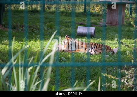 Un tigre dans une enceinte joue avec une boîte en carton comme un gros chaton, roulant sur le sol, lancer à travers les barreaux de son enclos Banque D'Images