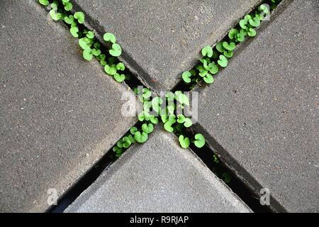 Survie des plantes sur un trottoir Banque D'Images