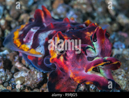 Supermacro de droit d'échapper à la seiche (Metasepia pfefferi flamboyant). Détroit de Lembeh (Indonésie). Banque D'Images