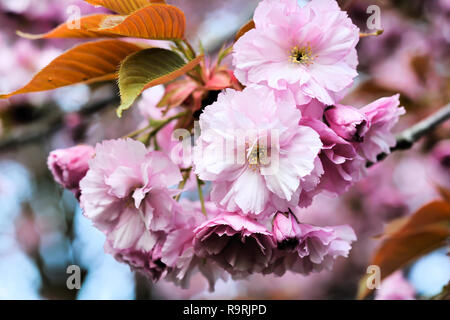 Les cerisiers en fleurs au printemps Banque D'Images