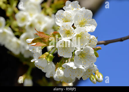 Les cerisiers en fleurs au printemps Banque D'Images