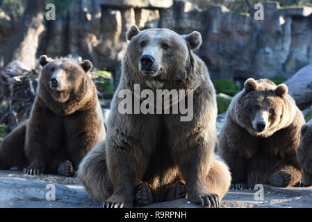 Madrid, Madrid, Espagne. Dec 27, 2018. Trois ours bruns vu l'attente pour l'alimentation à la Madrid zoo.L'ours brun (Ursus arctos) est le plus grand carnivore terrestre. Dans la faune il est distribué à travers la majeure partie de l'Eurasie du Nord et en Amérique du Nord. Il reste sur la liste des espèces moins préoccupantes par l'UICN et la population totale est d'environ 200 000. Crédit : John Milner SOPA/Images/ZUMA/Alamy Fil Live News Banque D'Images